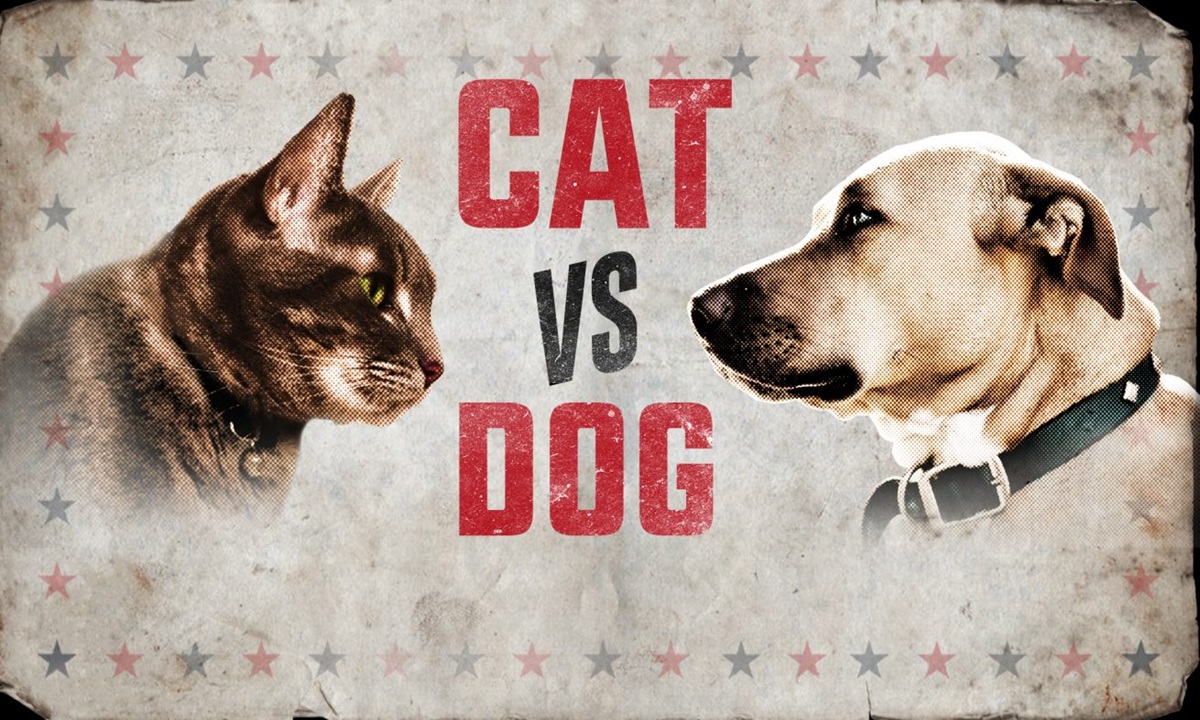 Cats vs Dogs